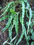 Needle Fern, Tailed Fern / Belvisia mucronata